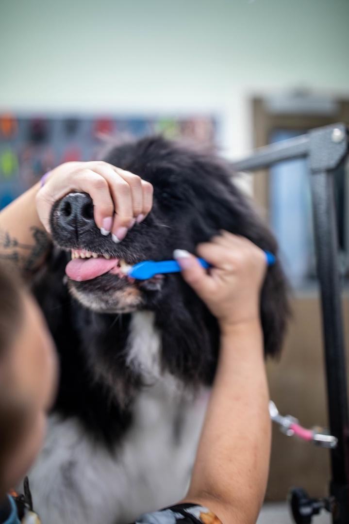 A groomer brushes the teeth of a black and white long-haired dog
