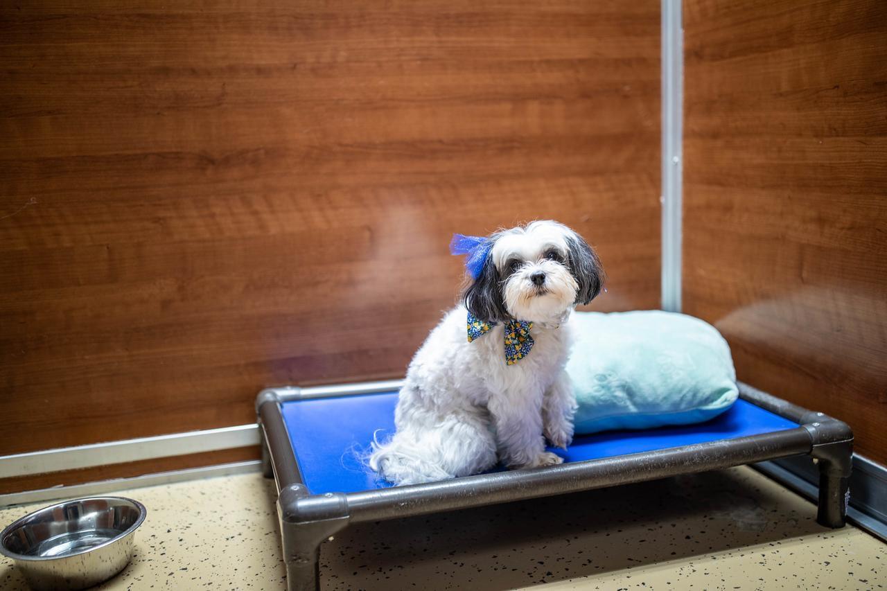 A small white and black dog with a blue bow sits on a raised cot with a pillow inside a wood-paneled boarding suite, a water bowl nearby