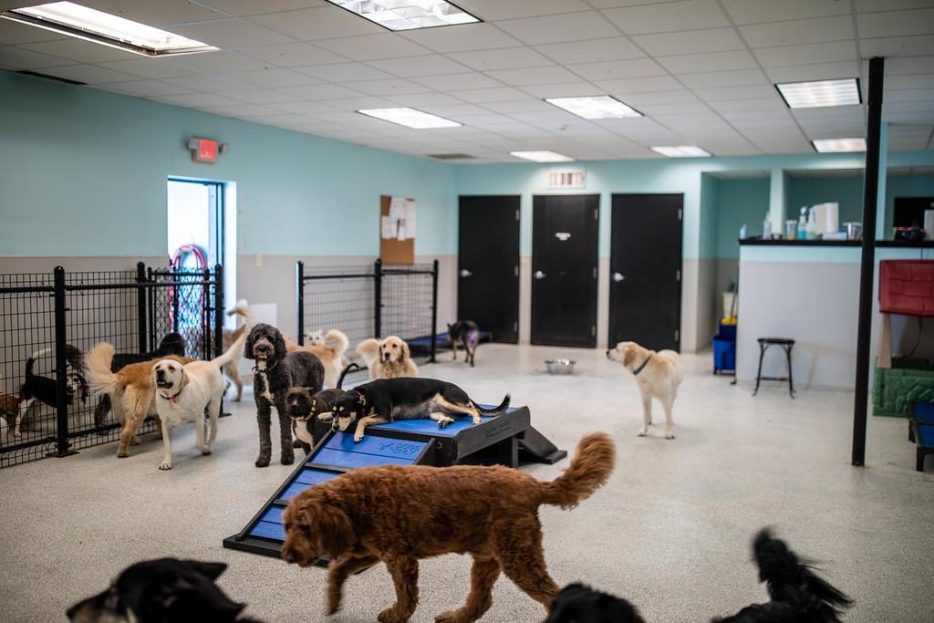 More than a dozen dogs of different breeds play and rest around a blue ramp in Happy Dog's large indoor daycare room