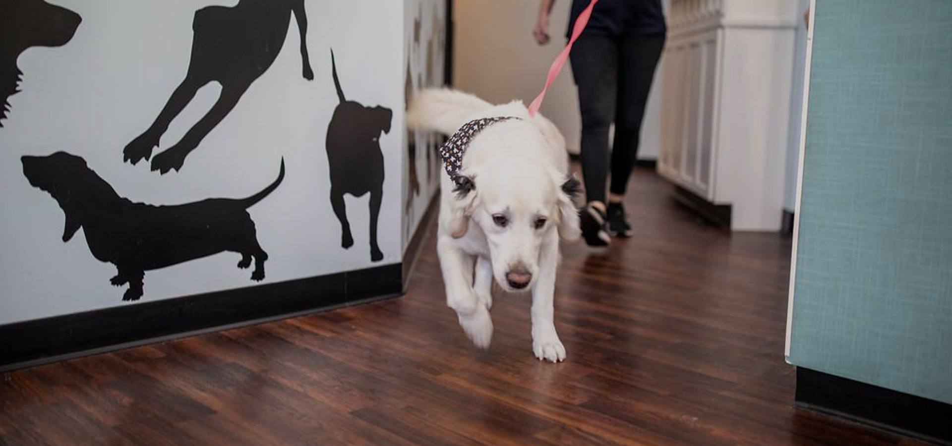A fluffy white dog in a patterned bandana trots down the Happy Dog hallway on a pink leash, past a wall painted with dog silhouettes