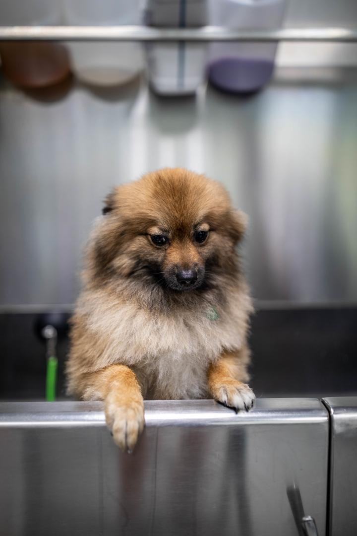 A fluffy Pomeranian rests its paws on the edge of a stainless steel grooming tub