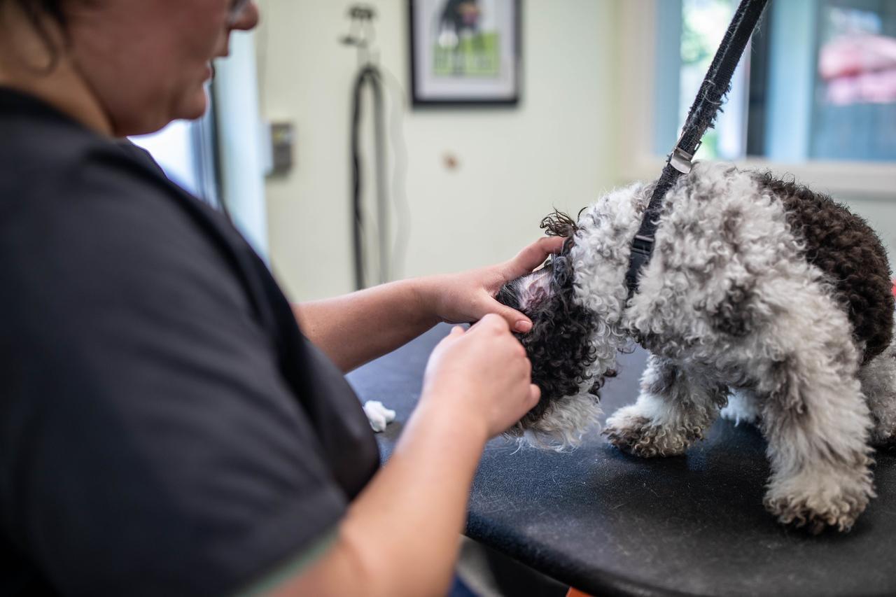 A groomer gently cleans the ears of a curly black and white dog on a grooming table