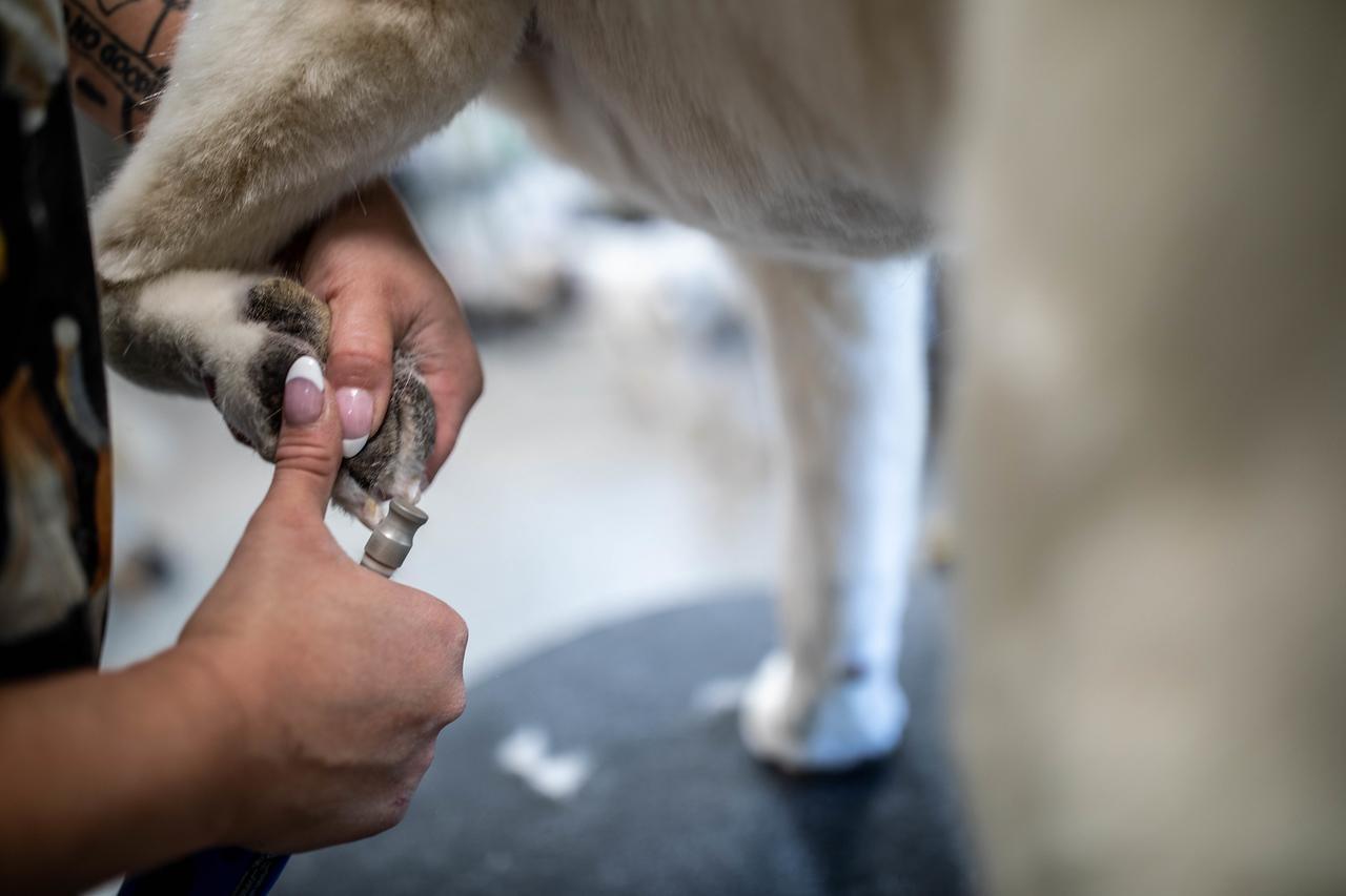 Close-up of a groomer trimming a white dog's nails
