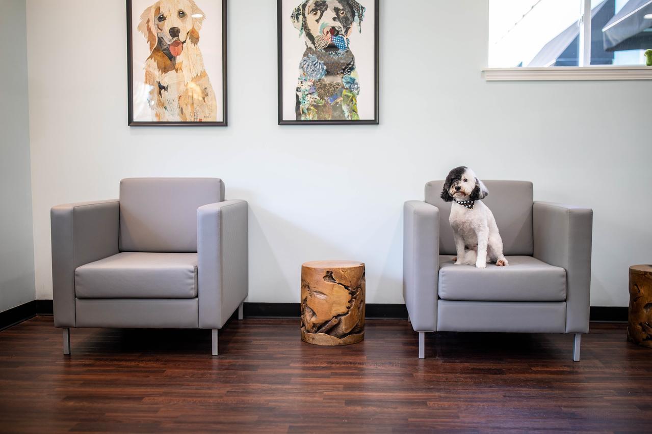 A small black and white dog sits on a gray armchair in the Happy Dog lobby beneath framed dog portraits
