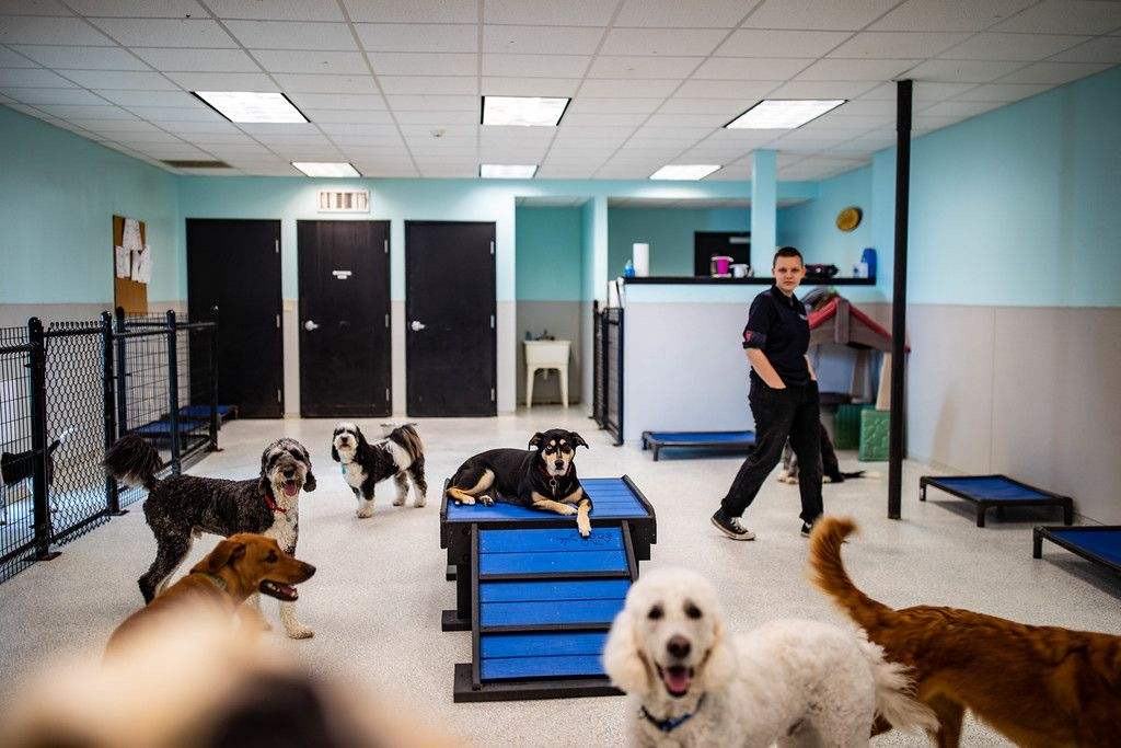 A team member supervises a group of dogs in the Happy Dog daycare room