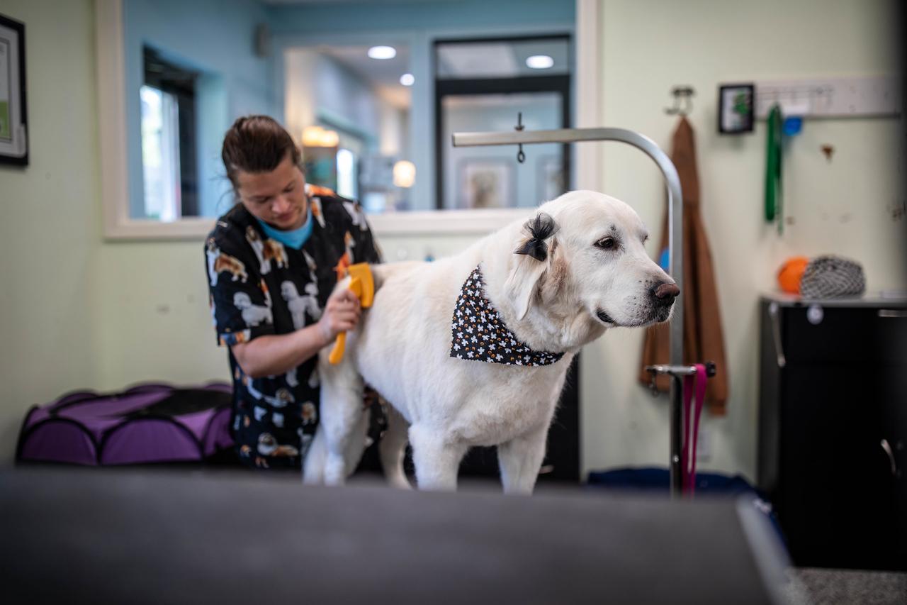 A groomer brushes a large white dog wearing a bandana and bow on a grooming table in the Happy Dog spa