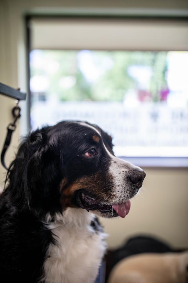 A Bernese mountain dog with its tongue out looks toward a sunny window in the grooming room